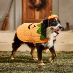 Frisco Pumpkin Dog & Cat Costume 16 Frisco Pumpkin Dog & Cat Costume -Pet Dog Shop 144446 PT7. AC SS1800 V1567180408
