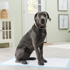 Frisco Premium Giant Dog Training & Potty Pads -Pet Dog Shop 152699 PT6. AC SS1800 V1674671620