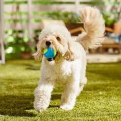 Frisco Fetch Squeaky Tennis Ball With Rubber Sleeve Dog Toy 12 Frisco Fetch Squeaky Tennis Ball With Rubber Sleeve Dog Toy -Pet Dog Shop 152844 PT6. AC SS1800 V1691776576
