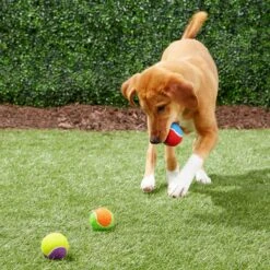 Frisco Fetch Squeaking Colorful Tennis Ball Dog Toy 12 Frisco Fetch Squeaking Colorful Tennis Ball Dog Toy -Pet Dog Shop 152846 PT6. AC SS1800 V1691776651