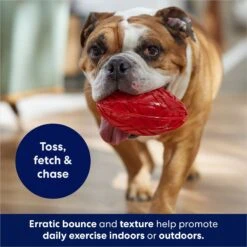 Frisco Football TPR Squeaky Dog Toy 8 Frisco Football TPR Squeaky Dog Toy -Pet Dog Shop 154412 PT3. AC SS1800 V1686578718