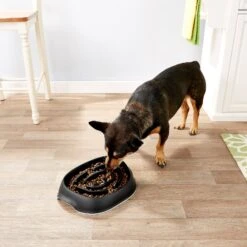 Frisco Non-Skid Slow Feeder Dog & Small Pet Bowl 10 Frisco Non-Skid Slow Feeder Dog & Small Pet Bowl -Pet Dog Shop 155648 PT4. AC SS1800 V1553538724