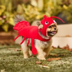 Frisco Red Lobster Dog & Cat Costume 14 Frisco Red Lobster Dog & Cat Costume -Pet Dog Shop 158723 PT6. AC SS1800 V1659023888