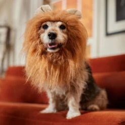 Frisco Lion Mane Dog & Cat Costume -Pet Dog Shop 158732 PT7. AC SS1800 V1691686202