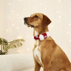 Frisco Jingle Bells Dog & Cat Holiday Collar With Bells, 1 Count 10 Frisco Jingle Bells Dog & Cat Holiday Collar With Bells, 1 Count -Pet Dog Shop 160063 PT4. AC SS1800 V1568814193