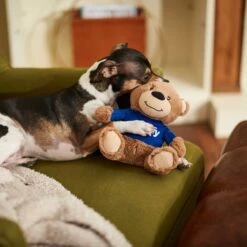Frisco Chewy Bear Plush Squeaky Dog Toy 5 Frisco Chewy Bear Plush Squeaky Dog Toy -Pet Dog Shop 164312 PT3. AC SS1800 V1600973456