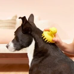 Frisco Rubber Duckie Dog & Cat Curry Brush -Pet Dog Shop 206849 PT7. AC SS1800 V1600915945