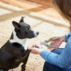 Frisco Dog Nail Trimmer 6 Frisco Dog Nail Trimmer -Pet Dog Shop 206877 PT4. AC SS1800 V1680186157