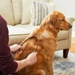 Frisco Shedding Blade Dog Brush, One Size 9 Frisco Shedding Blade Dog Brush, One Size -Pet Dog Shop 206895 PT6. AC SS1800 V1680186099