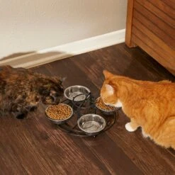 Frisco Multi Pet Feeding 4-Bowls Stainless Steel Dog & Cat Bowls, 0.5 Cup 13 Frisco Multi Pet Feeding 4-Bowls Stainless Steel Dog & Cat Bowls, 0.5 Cup -Pet Dog Shop 213787 PT6. AC SS1800 V1599091021