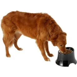 Frisco Stainless Steel Bowl With Elevated Stand -Pet Dog Shop 216020 PT6. AC SS1800 V1605653241