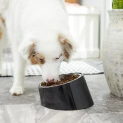 Frisco Stainless Steel Bowl With Elevated Stand -Pet Dog Shop 216020 PT7. AC SS1800 V1605662208