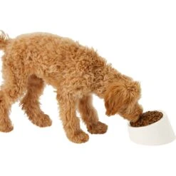 Frisco Slanted Stainless Steel Bowl 12 Frisco Slanted Stainless Steel Bowl -Pet Dog Shop 216028 PT6. AC SS1800 V1605666119