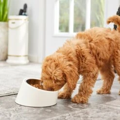Frisco Slanted Stainless Steel Bowl 13 Frisco Slanted Stainless Steel Bowl -Pet Dog Shop 216028 PT7. AC SS1800 V1605653233