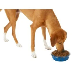 Frisco Chevron Design Glass Bowl With Silicone Sleeve -Pet Dog Shop 216049 PT6. AC SS1800 V1605654757