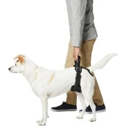 Frisco Rear Lift Handicapped Support Dog Harness -Pet Dog Shop 220374 PT5. AC SS1800 V1605743213