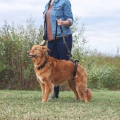 Frisco Rear Lift Handicapped Support Dog Harness -Pet Dog Shop 220374 PT7. AC SS1800 V1605754619