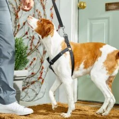 Frisco Nylon Step In Back Clip Dog Harness 9 Frisco Nylon Step In Back Clip Dog Harness -Pet Dog Shop 220519 PT4. AC SS1800 V1605582116