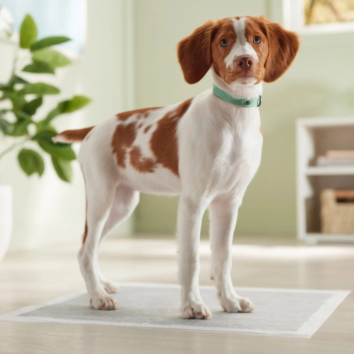 Frisco Charcoal Dog Training & Potty Pads 7 Frisco Charcoal Dog Training & Potty Pads - Image 7