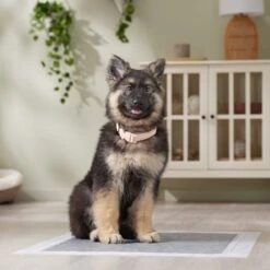 Frisco Extra Large Charcoal Dog Training & Potty Pads 15 Frisco Extra Large Charcoal Dog Training & Potty Pads -Pet Dog Shop 227460 PT6. AC SS1800 V1674665620