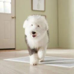 Frisco Giant Charcoal Dog Training & Potty Pads -Pet Dog Shop 227462 PT6. AC SS1800 V1674665684