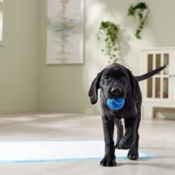 Frisco Premium Extra Large Printed Dog Training & Potty Pads -Pet Dog Shop 227468 PT6. AC SS1800 V1674666681