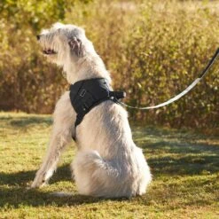 Frisco Big Dog Harness 13 Frisco Big Dog Harness -Pet Dog Shop 227877 PT6. AC SS1800 V1604446045