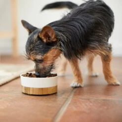 Frisco Melamine Dog & Cat Bowl With Bamboo Base -Pet Dog Shop 232065 PT7. AC SS1800 V1692989518