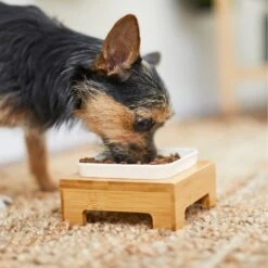 Frisco Square Melamine Dog & Cat Bowl With Bamboo Stand -Pet Dog Shop 232072 PT8. AC SS1800 V1605746845