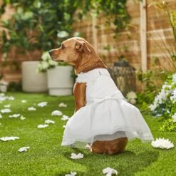 Frisco Formal Dog Wedding Dress 13 Frisco Formal Dog Wedding Dress -Pet Dog Shop 248743 PT7. AC SS1800 V1614118361