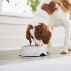Frisco Quartz Design Stainless Steel Dog & Cat Bowl 11 Frisco Quartz Design Stainless Steel Dog & Cat Bowl -Pet Dog Shop 253044 PT2. AC SS1800 V1616526418