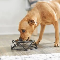 Frisco Elevated Stainless Steel Dog & Cat Bowl With Metal Stand -Pet Dog Shop 253055 PT2. AC SS1800 V1616594231