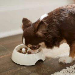Frisco Melamine Slow Feed Dog & Cat Bowl With Gold Trim 10 Frisco Melamine Slow Feed Dog & Cat Bowl With Gold Trim -Pet Dog Shop 253066 PT2. AC SS1800 V1616597844