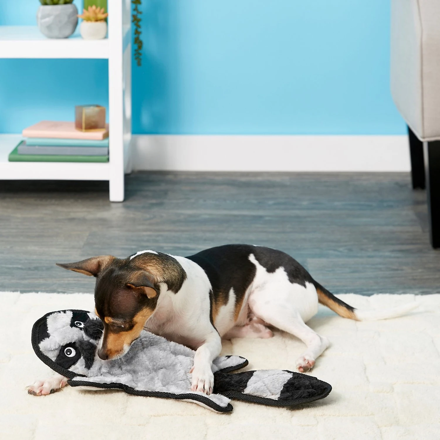 Frisco Alligator Stuffing-Free Flat Plush Squeaky Dog Toy & Frisco Raccoon Stuffing-Free Flat Plush Squeaky Dog Toy 5 Frisco Alligator Stuffing-Free Flat Plush Squeaky Dog Toy & Frisco Raccoon Stuffing-Free Flat Plush Squeaky Dog Toy - Image 5