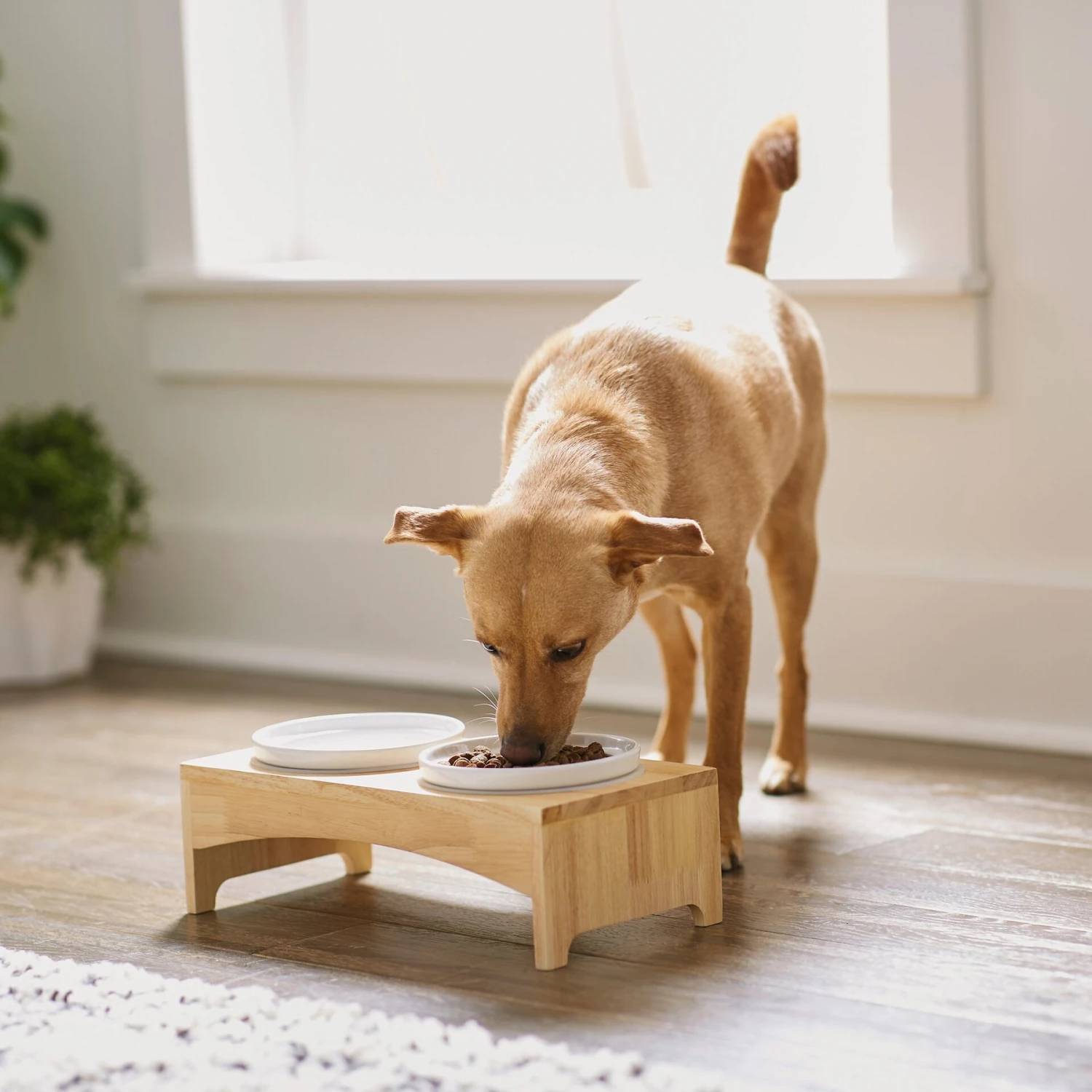 Frisco Ceramic Dog & Cat Double Diner With Elevated Wood Stand 3 Frisco Ceramic Dog & Cat Double Diner With Elevated Wood Stand - Image 3