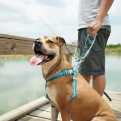 Frisco Outdoor Two Tone Waterproof Stinkproof PVC Dog Harness -Pet Dog Shop 256580 PT5. AC SS1800 V1625588974