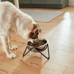 Frisco Triangle Iron Non-Skid Elevated Dog & Cat Bowl 13 Frisco Triangle Iron Non-Skid Elevated Dog & Cat Bowl -Pet Dog Shop 257155 PT5. AC SS1800 V1692987369