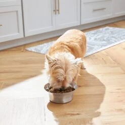 Frisco Flare Non-Skid Stainless Steel Dog & Cat Bowl 11 Frisco Flare Non-Skid Stainless Steel Dog & Cat Bowl -Pet Dog Shop 257162 PT2. AC SS1800 V1692989463
