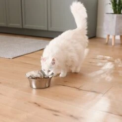 Frisco Flare Non-Skid Stainless Steel Dog & Cat Bowl 16 Frisco Flare Non-Skid Stainless Steel Dog & Cat Bowl -Pet Dog Shop 257162 PT7. AC SS1800 V1615989167