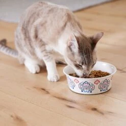 Frisco Bohemian Non-Skid Stainless Steel Dog & Cat Bowl 16 Frisco Bohemian Non-Skid Stainless Steel Dog & Cat Bowl -Pet Dog Shop 257195 PT7. AC SS1800 V1615989147