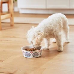 Frisco Bohemian Non-Skid Stainless Steel Dog & Cat Bowl 17 Frisco Bohemian Non-Skid Stainless Steel Dog & Cat Bowl -Pet Dog Shop 257195 PT8. AC SS1800 V1615932115