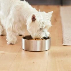 Frisco Insulated Non-Skid Flair Stainless Steel Dog & Cat Bowl 14 Frisco Insulated Non-Skid Flair Stainless Steel Dog & Cat Bowl -Pet Dog Shop 261753 PT5. AC SS1800 V1623937469
