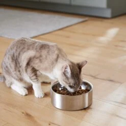 Frisco Insulated Non-Skid Flair Stainless Steel Dog & Cat Bowl 16 Frisco Insulated Non-Skid Flair Stainless Steel Dog & Cat Bowl -Pet Dog Shop 261753 PT7. AC SS1800 V1623937560