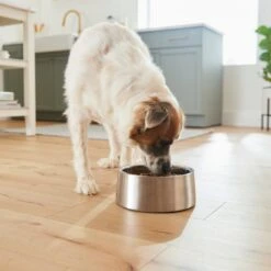 Frisco Insulated Non-Skid Stainless Steel Dog & Cat Bowl -Pet Dog Shop 261757 PT8. AC SS1800 V1623937364