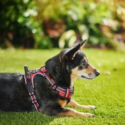 Frisco Padded Reflective Harness 8 Frisco Padded Reflective Harness -Pet Dog Shop 266770 PT2. AC SS1800 V1624542468