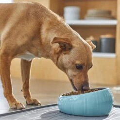 Frisco Slanted Ceramic Dog Bowl 6 Frisco Slanted Ceramic Dog Bowl -Pet Dog Shop 270221 PT2. AC SS1800 V1620761979