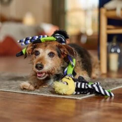 Frisco Halloween Spider Plush Squeaky Dog Toy 7 Frisco Halloween Spider Plush Squeaky Dog Toy -Pet Dog Shop 270379 PT3. AC SS1800 V1689878438