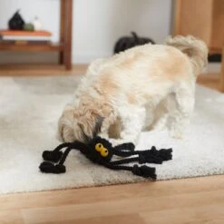 Frisco Halloween Spider Rope Dog Toy 6 Frisco Halloween Spider Rope Dog Toy -Pet Dog Shop 270504 PT3. AC SS1800 V1624825021