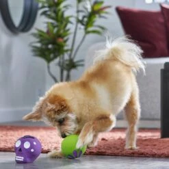 Frisco Halloween Sugar Skulls Latex Squeaky Dog Toy 6 Frisco Halloween Sugar Skulls Latex Squeaky Dog Toy -Pet Dog Shop 270518 PT3. AC SS1800 V1689878507