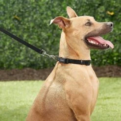 Frisco Solid Nylon Personalized Dog Leash 9 Frisco Solid Nylon Personalized Dog Leash -Pet Dog Shop 270716 PT6. AC SS1800 V1628029678